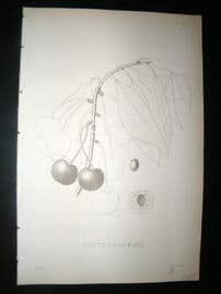 Pomologie de La France C1865 Fruit Print. Griotte d'Allemagne, Cherry 22