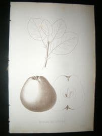 Pomologie de La France C1865 Fruit Print. Museau de Lievre, Apple 50