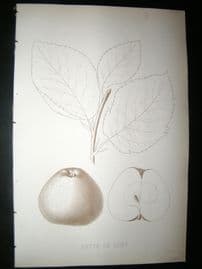 Pomologie de La France C1865 Fruit Print. Patte de Loup, Apple 39