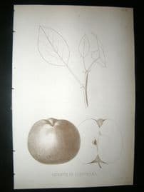Pomologie de La France C1865 Fruit Print. Reinette de Dieppedal, Apple 34