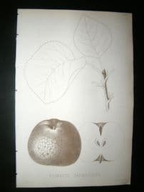 Pomologie de La France C1865 Fruit Print. Reinette Parmentier, Apple 45