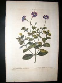 Redoute C1800 Folio Hand Col Botanical Print. Cinceraria Amelloides