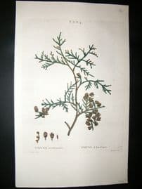 Redoute C1800 Folio Hand Col Botanical Print. Thuya Occidentalis