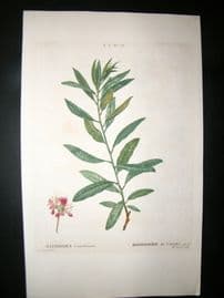 Redoute C1800 H/Col Botanical Print. Rhodora Canadensis. Canadian Rhododendron