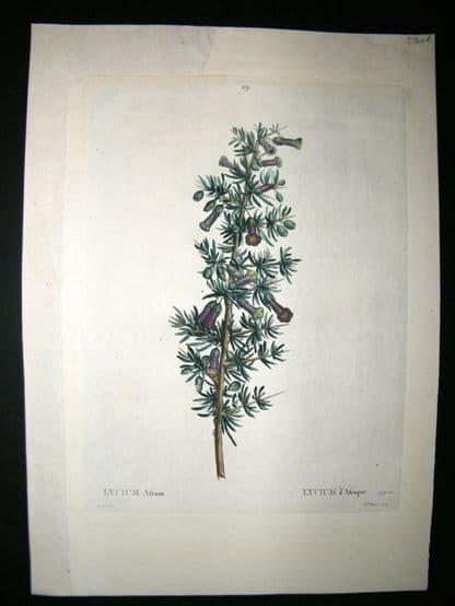 Redoute C1800's Folio Hand Col Botanical Print. Lycium Afrum | Albion Prints