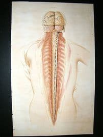 Anatomy Print 1826 Spine. Folio Hand Col. Lizars