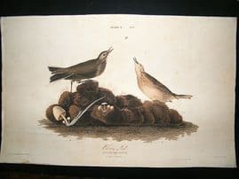 Audubon Havell: C1830 Brown Lark. Folio 1st Edition. Hand Col