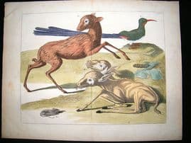 Albertus Seba: C1750 Cervus Deer, Anis Bird etc 45. LG Folio Hand Col Print
