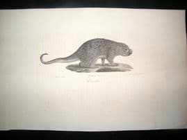 Saint Hilaire & Cuvier C1830 Folio Hand Col Print. Prehensile-tailed porcupine