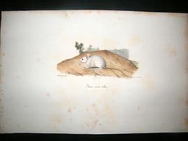 Saint Hilaire & Cuvier C1830 Folio Hand Colored Print. Albino Mouse