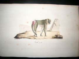 Saint Hilaire & Cuvier C1830 Folio Hand Colored Print. Baboon