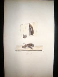 Saint Hilaire & Cuvier C1830 Folio Hand Colored Print. Bats