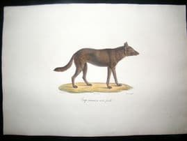 Saint Hilaire & Cuvier C1830 Folio Hand Colored Print. Black Wolf