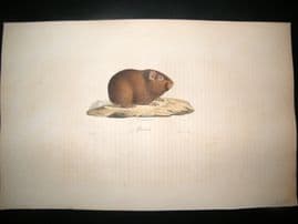 Saint Hilaire & Cuvier C1830 Folio Hand Colored Print. Brazilian Guinea Pig