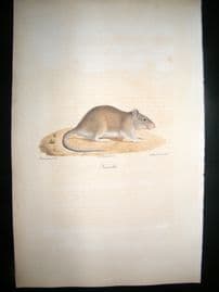 Saint Hilaire & Cuvier C1830 Folio Hand Colored Print. Brown Rat