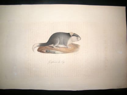Saint Hilaire & Cuvier C1830 Folio Hand Colored Print. Cape Dormouse | Albion Prints