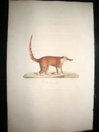 Saint Hilaire & Cuvier C1830 Folio Hand Colored Print. Common Red Coati