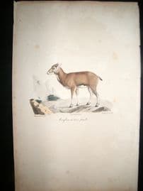 Saint Hilaire & Cuvier C1830 Folio Hand Colored Print. Corsican Sheep