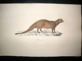 Saint Hilaire & Cuvier C1830 Folio Hand Colored Print. Egyptian Mongoose