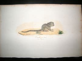 Saint Hilaire & Cuvier C1830 Folio Hand Colored Print. Female Marmoset Monkey