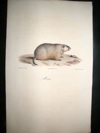 Saint Hilaire & Cuvier C1830 Folio Hand Colored Print. Groundhog