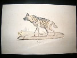 Saint Hilaire & Cuvier C1830 Folio Hand Colored Print. Hyena