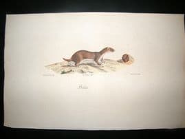 Saint Hilaire & Cuvier C1830 Folio Hand Colored Print. Least Weasel