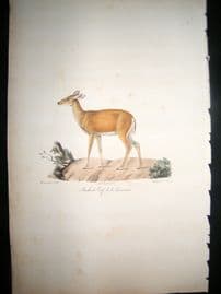 Saint Hilaire & Cuvier C1830 Folio Hand Colored Print. Louisiana Deer