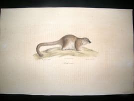 Saint Hilaire & Cuvier C1830 Folio Hand Colored Print. Maki Nain Lemur