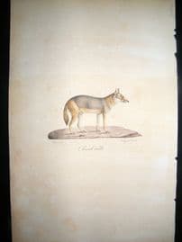 Saint Hilaire & Cuvier C1830 Folio Hand Colored Print. Male Jackal