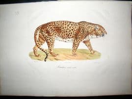 Saint Hilaire & Cuvier C1830 Folio Hand Colored Print. Male Panther