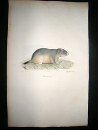 Saint Hilaire & Cuvier C1830 Folio Hand Colored Print. Marmot