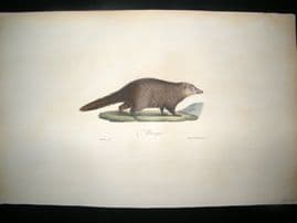 Saint Hilaire & Cuvier C1830 Folio Hand Colored Print. Mongoose