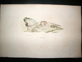 Saint Hilaire & Cuvier C1830 Folio Hand Colored Print. Mouse