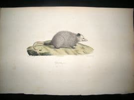 Saint Hilaire & Cuvier C1830 Folio Hand Colored Print. Opossum