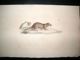 Saint Hilaire & Cuvier C1830 Folio Hand Colored Print. Otter
