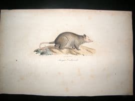 Saint Hilaire & Cuvier C1830 Folio Hand Colored Print. Sarigue Crabier Opossum