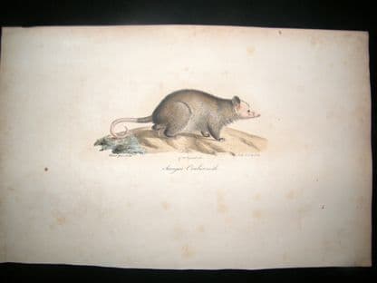 Saint Hilaire & Cuvier C1830 Folio Hand Colored Print. Sarigue Crabier Opossum | Albion Prints