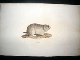 Saint Hilaire & Cuvier C1830 Folio Hand Colored Print. Souslik Ground Squirrel