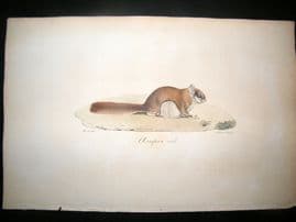 Saint Hilaire & Cuvier C1830 Folio Hand Colored Print. Southern Flying Squirrel