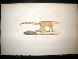 Saint Hilaire & Cuvier C1830 Folio Hand Colored Print. The Brown Coati