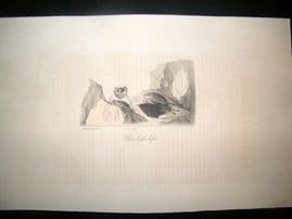 Saint Hilaire & Cuvier C1830 Folio Hand Colored Print. Vampire Bats