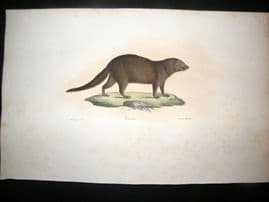 Saint Hilaire & Cuvier C1830 Folio Hand Colored Print. Vansire Mongoose