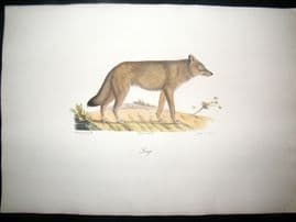 Saint Hilaire & Cuvier C1830 Folio Hand Colored Print. Wolf