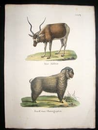 Schinz 1845 Antique Hand Col Print. Addax, Egyptian Sheep 69