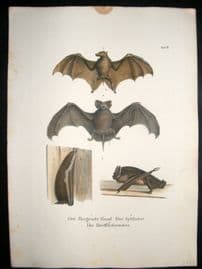 Schinz 1845 Antique Hand Col Print. Bats 8