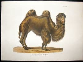 Schinz 1845 Antique Hand Col Print. Camel 65