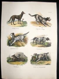Schinz 1845 Antique Hand Col Print. English Dog, Dachshund, Newfoundland etc 17