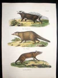 Schinz 1845 Antique Hand Col Print. Stink Badger, Bandicoot 26