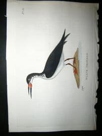 Shaw C1800's Antique Hand Col Bird Print. Black Skimmer